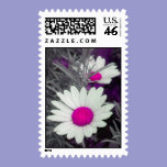 Daisies -Pink postage