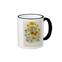 Daisies, plate 31 from 'The Ladies' Coffee Mugs