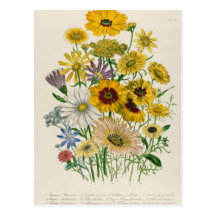 Daisies, plate 31 from 'The Ladies' Postcards