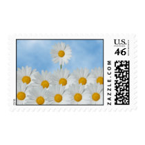Daisies