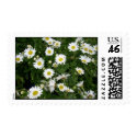 Daisies postage