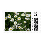 Daisies Stamp