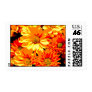 Daisies Postage