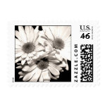 Daisies Postage Stamps