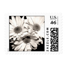 Daisies Postage Stamps