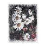 Daisies Postcards