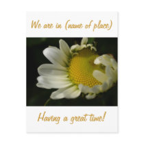 Daisies Post Card