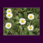 Daisies