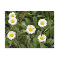 Daisies postcards