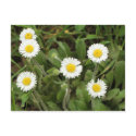 Daisies postcards by heysje Daisies postcards