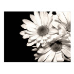 Daisies Postcard
