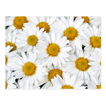 Daisies Postcard