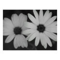 Daisies posters