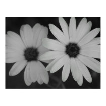 Daisies posters