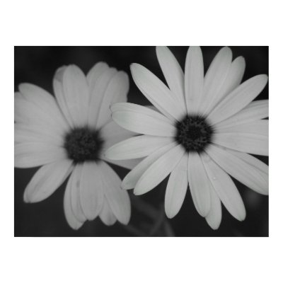 Daisies Posters by funkibeat9