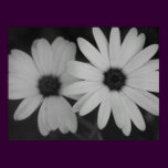 Daisies