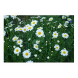 Daisies Poster