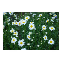 Daisies Poster posters
