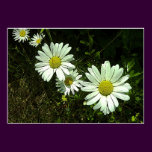 Daisies