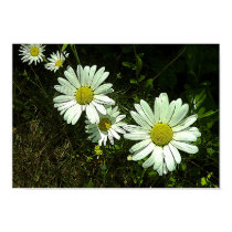Daisies posters