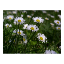 Daisies posters