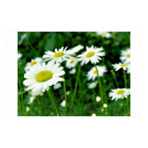 Daisies posters