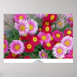 Daisies Poster