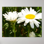Daisies Poster posters