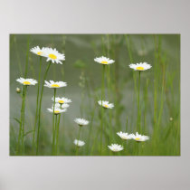Daisies Print