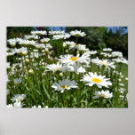 Daisies Poster