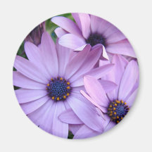 DAISIES Purple Pink Daisy 1 Cards Gifts Mugs Refrigerator Magnets