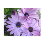DAISIES Purple Pink Daisy 1 Cards Gifts Mugs Postcards