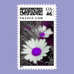 Daisies -Purple Postage postage