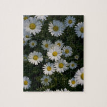 Daisies puzzles