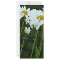 daisies rack cards by pinkypetals daisies rack cards