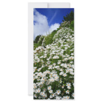 Daisies rack cards by gavila_pt Daisies rack cards