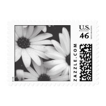 Daisies Small Black and White Postage Stamps