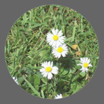 Daisies stickers