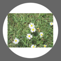 Daisies stickers