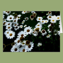 Daisies Stylized I cards