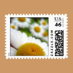 Daisies Wedding Postage Stamps stamps