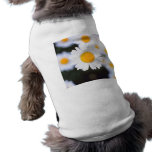 Daisiest Daisy pet clothing