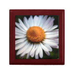 Daisy 1 Gift Box gift boxes