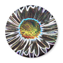 Daisy 1 Glow,Magnet