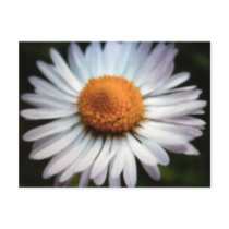 Daisy 1 Postcard