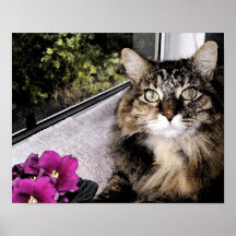 Daisy 1 poster