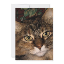 Daisy 3 personalized invitations