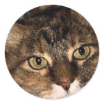 Daisy 3 stickers