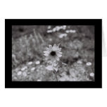 Daisy-a-Day cards