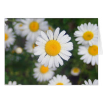 Daisy a Day cards